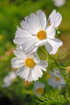 그린루프(Green Roof)