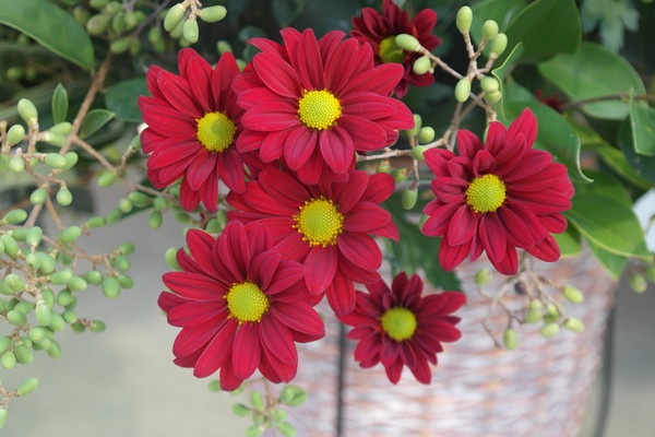 루멘랩(Lumen Lab)